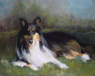 collie on grass