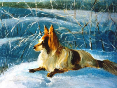 collie on snow